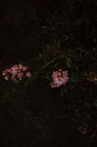 Nature branch blossom plant Photo