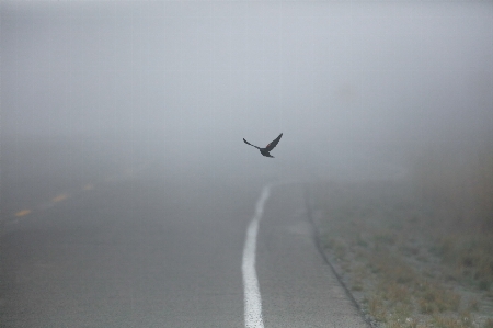 Bird wing fog road Photo