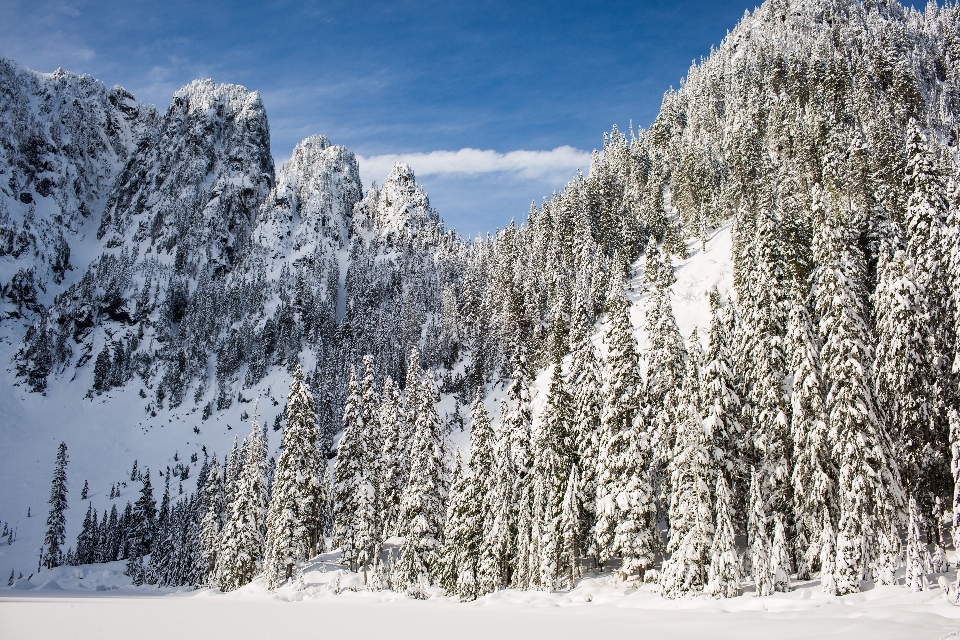 Baum wildnis
 berg schnee