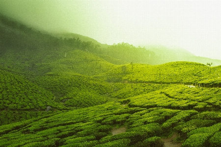 Landscape nature forest grass Photo