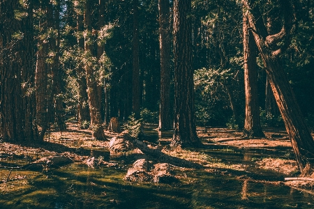 Landscape tree water nature Photo