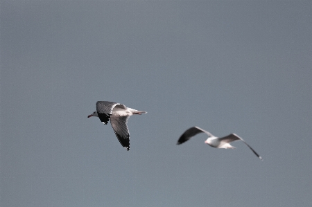 鳥 羽 海鳥
 飛行 写真