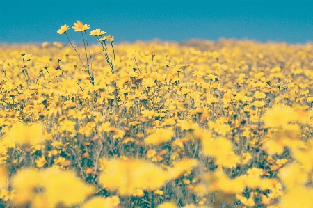 Horizon plant sky field Photo