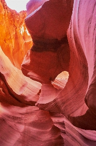 Rock plant flower petal Photo