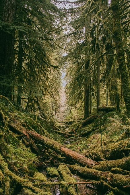 Landschaft baum natur wald