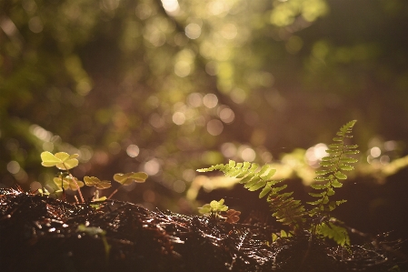 Tree nature forest branch Photo