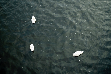 水中 反射 生物学 魚 写真