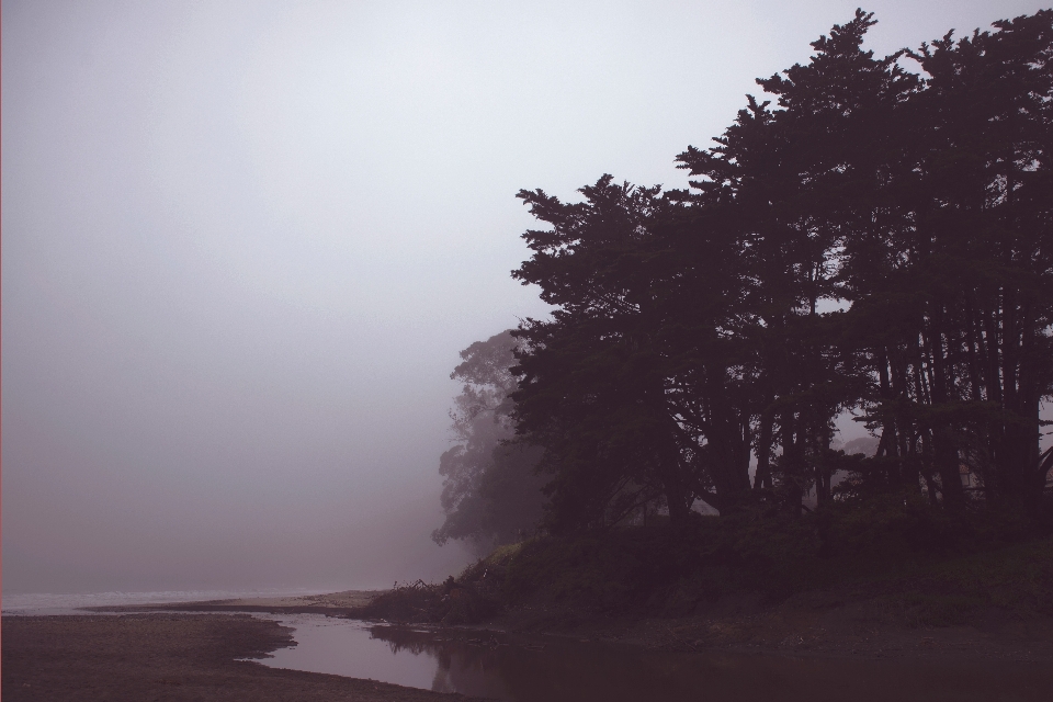 Arbre eau nature brouillard