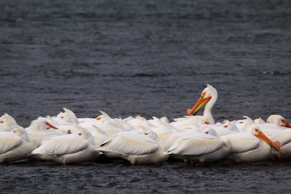 Meer vogel flügel pelikan