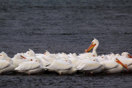 Sea bird wing pelican Photo