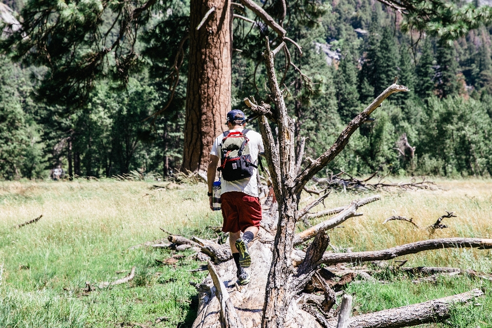 Baum wald pfad dschungel