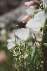 自然 草 ブランチ 花 写真