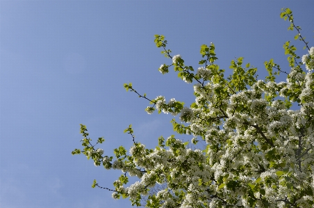 Foto Albero natura ramo fiore