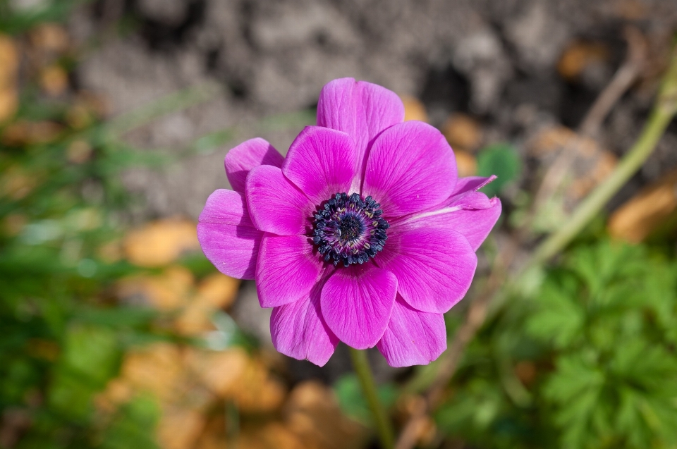 Blossom plant flower purple