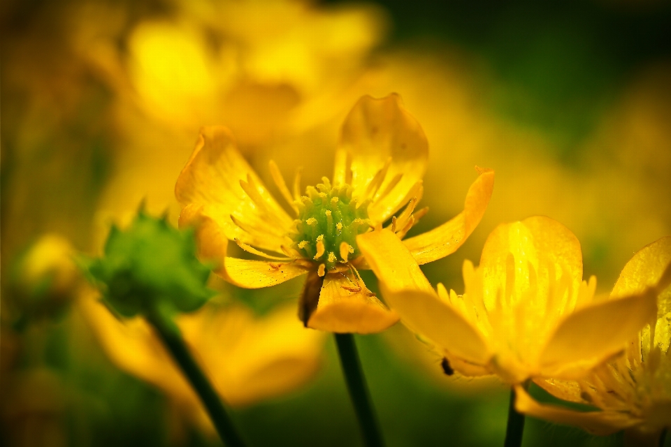 Natur blüte anlage sonnenlicht