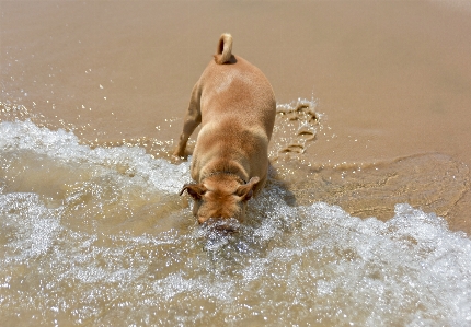 Beach water nature sand Photo