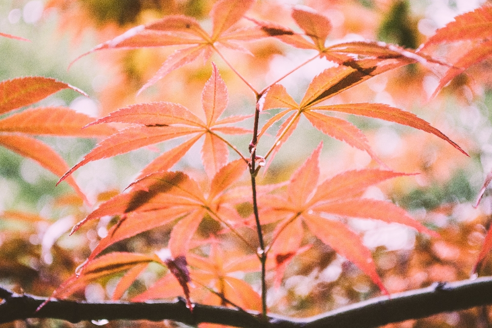 树 植物 叶子 秋天