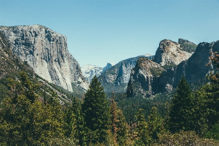 Landscape tree nature forest Photo