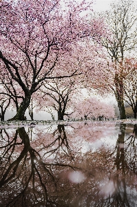 Foto Albero acqua ramo fiore