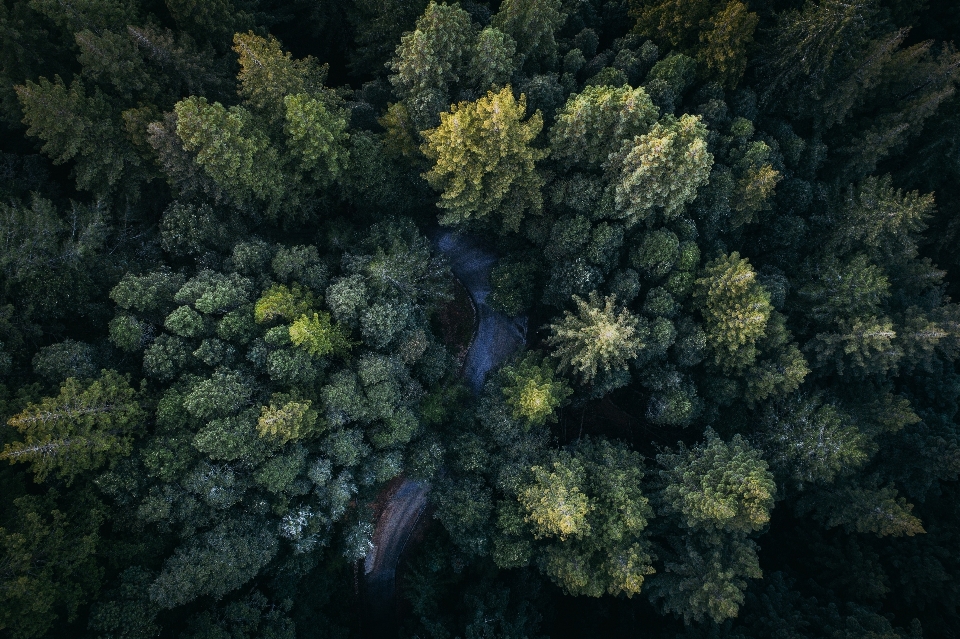 Landscape tree forest plant