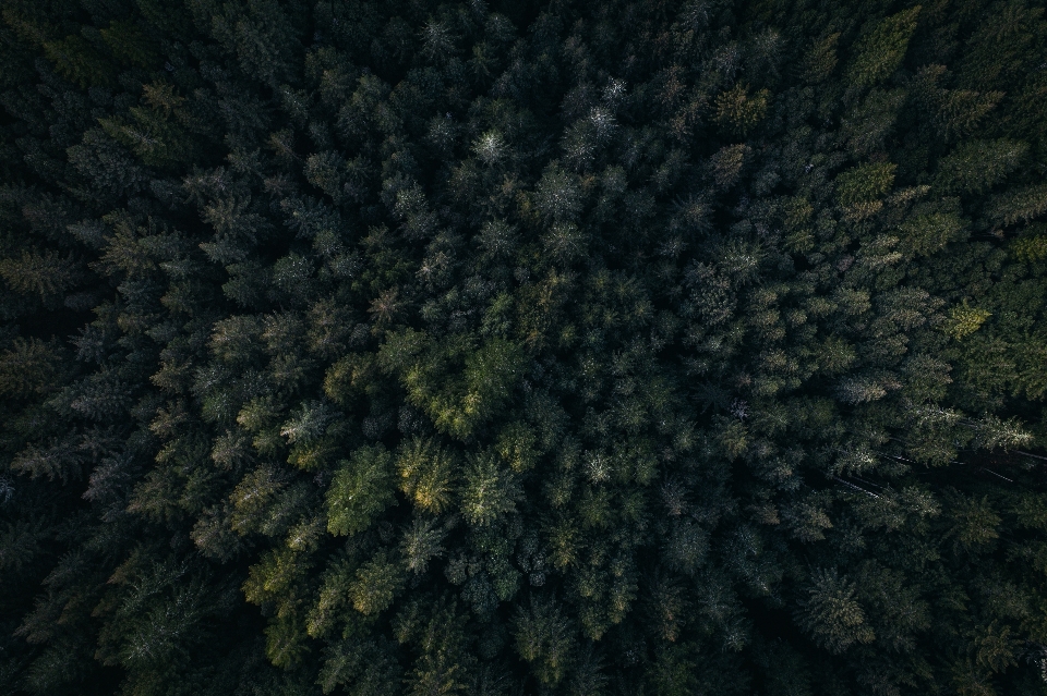 Landscape tree forest grass