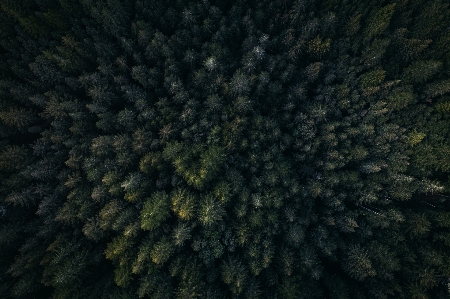 Landscape tree forest grass Photo