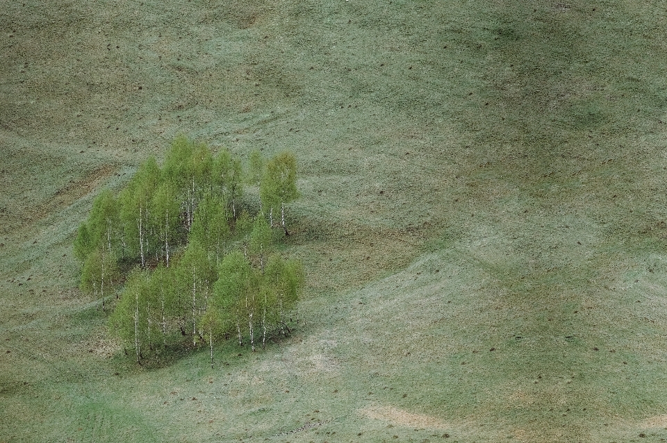 Paysage arbre herbe sable