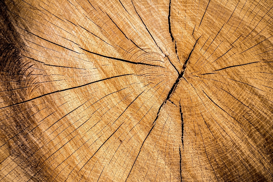 árbol planta madera textura