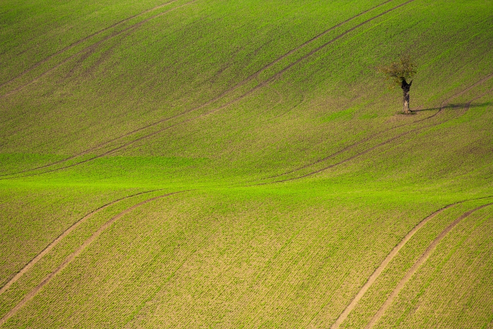 Paisaje árbol césped cielo