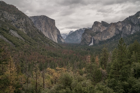 Landscape tree nature forest Photo