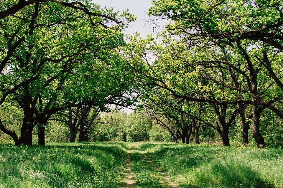 Landscape tree nature forest