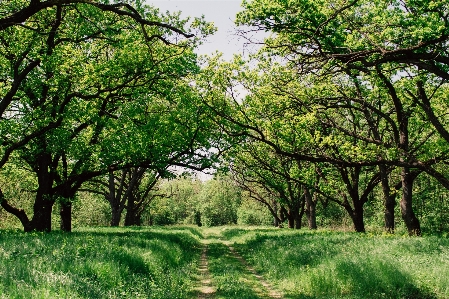 Landscape tree nature forest Photo