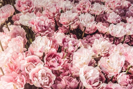 花 植物 花弁 チューリップ 写真