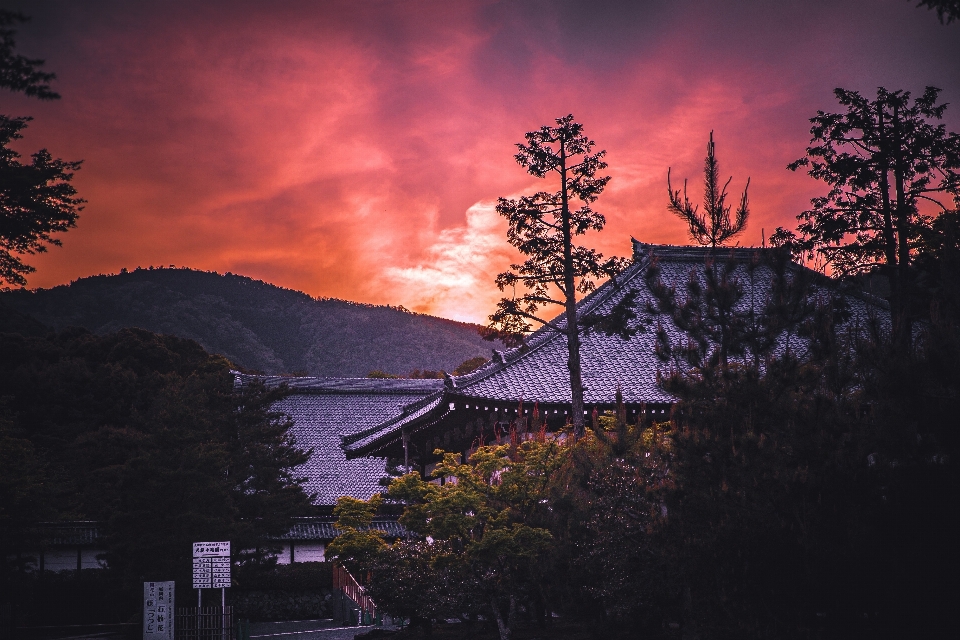 風景 木 水 自然