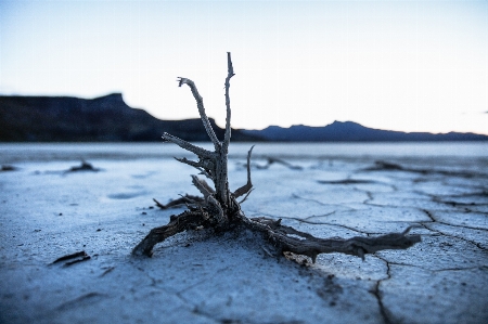 Landscape driftwood sea coast Photo