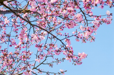 Tree branch blossom plant Photo