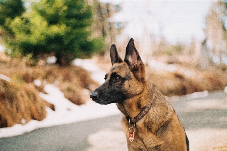 Dog mammal cool image snout Photo