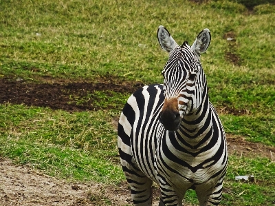 Foto Alam rumput hitam dan putih
 satwa