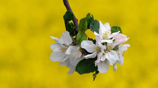 Photo Apple fleurir usine blanc