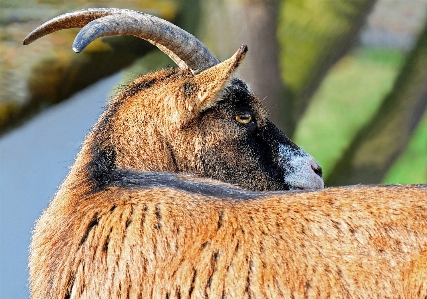 Foto Azienda agricola animali selvatici capra corno