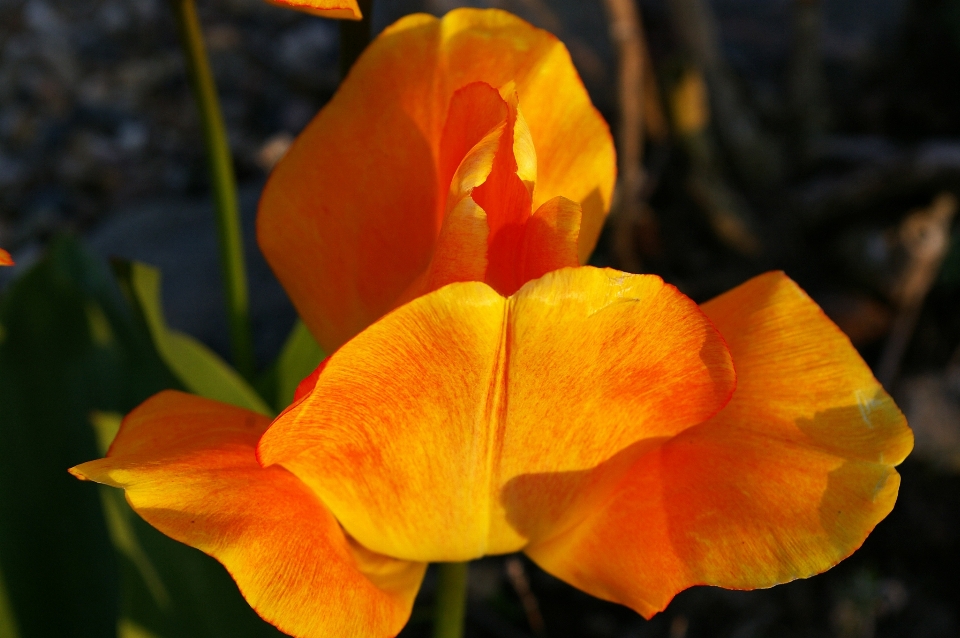 Nature blossom open plant