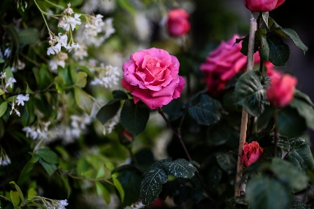 Nature branch blossom plant Photo