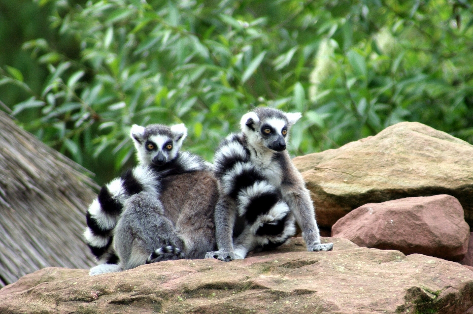 Fauna silvestre salvaje zoo mamífero