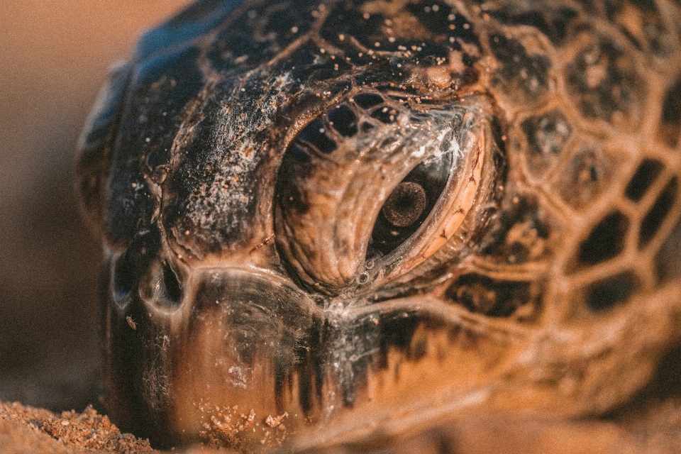 Areia animais selvagens tartaruga marinha
