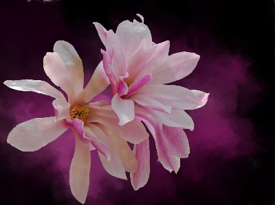 Nature branch blossom plant Photo