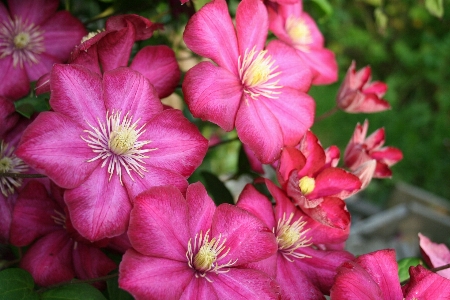 Anlage blume blütenblatt garten Foto