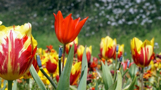 Nature blossom plant meadow Photo