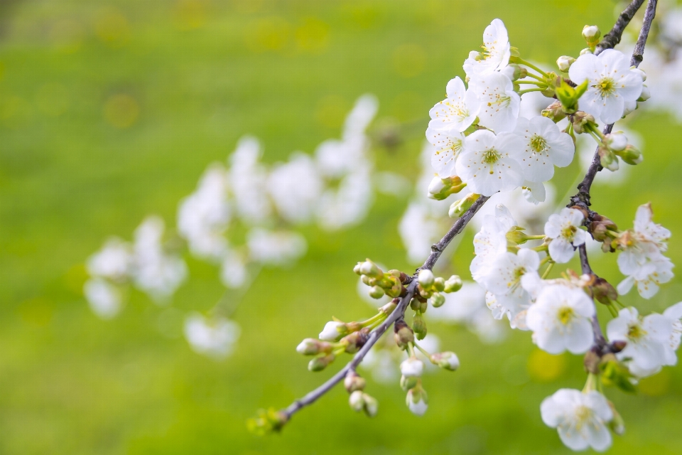 Tree nature branch blossom