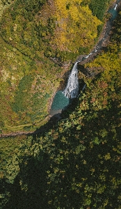 風景 木 水 自然 写真