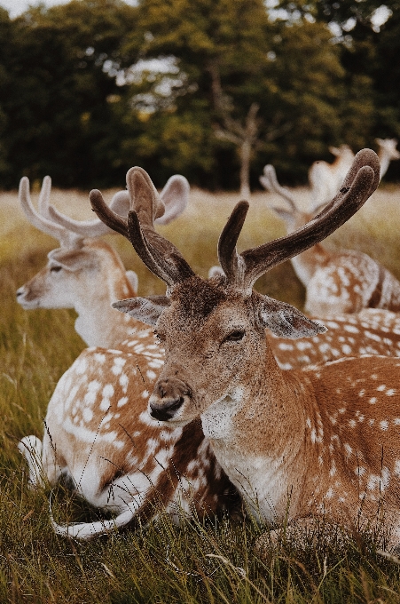 Herbe faune cerf corne